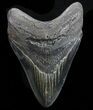 Serrated, Fossil Megalodon Tooth - Georgia #74656-1